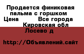 Продается финиковая пальма с горшком › Цена ­ 600 - Все города  »    . Кировская обл.,Лосево д.